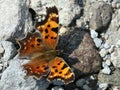 Green Comma Butterfly Resting on Rocky Ground Royalty Free Stock Photo