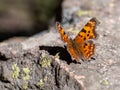 Green Comma Polygonia faunus butterfly Royalty Free Stock Photo