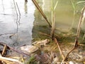 Green common frog sitting in a pond