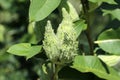 Green common milkweed Asclepias syriaca Royalty Free Stock Photo