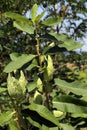 Green common milkweed Asclepias syriaca Royalty Free Stock Photo