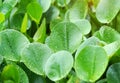 composition with green leafs of Eichhornia Crassipes