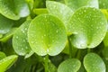 Composition with green leafs of Eichhornia Crassipes