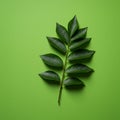 A green compound leaf with pointed, glossy leaflets extends along a central stem. The Royalty Free Stock Photo