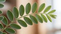 Arranged alternately along a central stem, set against a blurred, Royalty Free Stock Photo