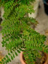 Green Compound Leaves on Potted Plant Royalty Free Stock Photo