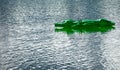 Green conceited crocodile to the play in the water Royalty Free Stock Photo