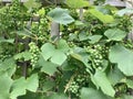 Green Concord Grapes on the Trellis Royalty Free Stock Photo