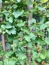 Green Concord Grapes on the Trellis Royalty Free Stock Photo