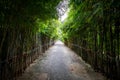 Green concrete walkway with both sides covered with bamboo trees and green leaves Royalty Free Stock Photo