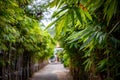 Green concrete walkway with both sides covered with bamboo trees and green leaves Royalty Free Stock Photo