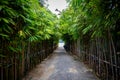 Green concrete walkway with both sides covered with bamboo trees and green leaves Royalty Free Stock Photo