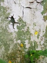 On a green concrete wall, peeling paint and cracking plaster.