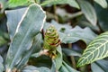 The green cone of Costus