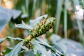 The green cone of Costus