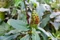 The green cone of Costus