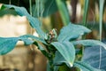 The green cone of Costus