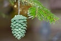 Green cone hanging on christmas tree