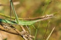 Green cone-headed grasshopper on branch. Acrida ungarica