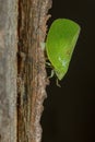 Green Cone-headed Planthopper - Acanalonia conica