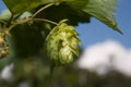 Green cone of hop