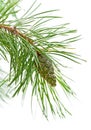 Green cone on a pine branch