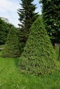 Green Cone-Shaped Spruce Trees