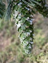 Green cone on a southwestern white pine tree