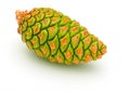 Green cone of wild pine Pinus Silvestris L..