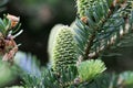 Cones of a Fraser fir Abies fraseri