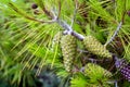 Green cones on the pine tree
