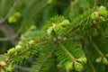 Green conifer branchlets.