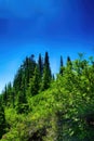 Green conifer forest on steep hillside