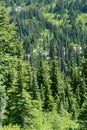 Green conifer forest on steep hillside