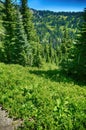 Green conifer forest on steep hillside