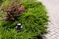 Conifer plants near outdoor lamp and walkway