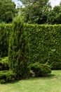 Conifer plants near pines on green fresh grass