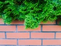 Green coniferous branches hanging over a brick wall Royalty Free Stock Photo