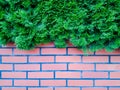 Green coniferous branches hanging over a brick wall Royalty Free Stock Photo