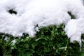 Green coniferous bush in snow, thuja hedge texture in winter. Royalty Free Stock Photo