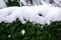 Green coniferous bush in snow, thuja hedge texture in winter. Royalty Free Stock Photo