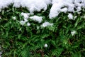 Green coniferous bush in snow, thuja hedge texture in winter. Royalty Free Stock Photo