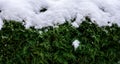 Green coniferous bush in snow, thuja hedge texture in winter. Royalty Free Stock Photo