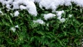 Green coniferous bush in snow, thuja hedge texture in winter. Royalty Free Stock Photo