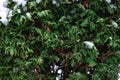 Green coniferous bush in snow, thuja hedge texture in winter. Royalty Free Stock Photo