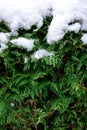 Green coniferous bush in snow, thuja hedge texture in winter. Royalty Free Stock Photo