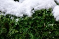 Green coniferous bush in snow, thuja hedge texture in winter. Royalty Free Stock Photo