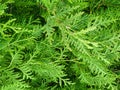 Green coniferous bush.Thuja hedge texture. American Arborvitae plant pattern. Evergreen Thuja occidentalis decorative fence. Thuja Royalty Free Stock Photo
