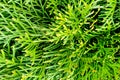 Green coniferous bush. Thuja hedge texture. Plant specimen of American thuja. Evergreen ornamental hedge Thuja occidentalis. Royalty Free Stock Photo