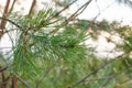 Green coniferous fir branches with needles covered with dew or raindrops. Fresh morning photo good as Christmas holiday